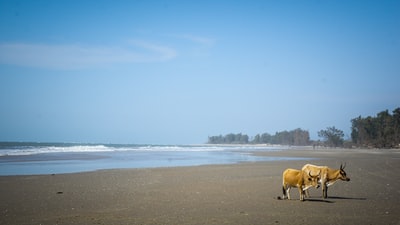 两只棕色的母牛在海鞋上